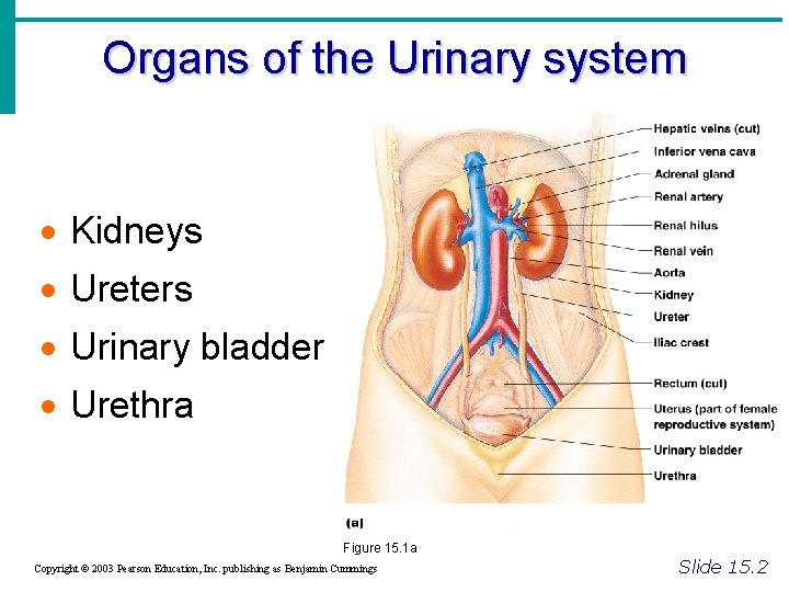 Organs of the Urinary system · Kidneys · Ureters · Urinary bladder · Urethra