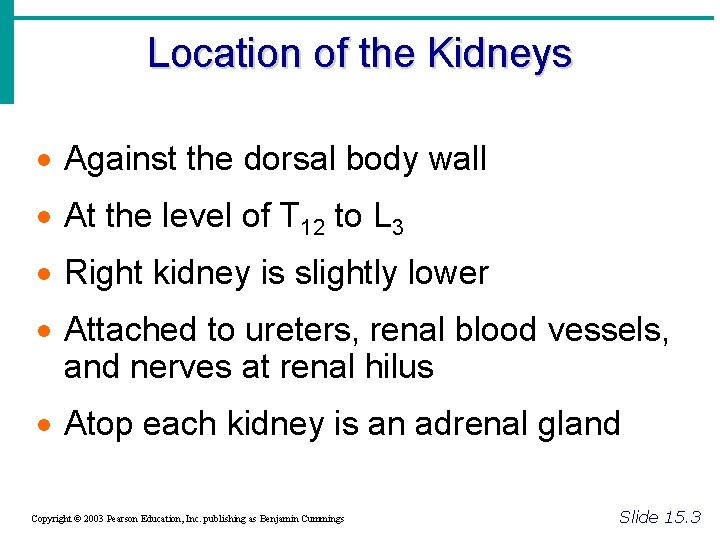 Location of the Kidneys · Against the dorsal body wall · At the level