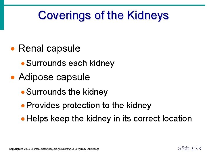 Coverings of the Kidneys · Renal capsule · Surrounds each kidney · Adipose capsule