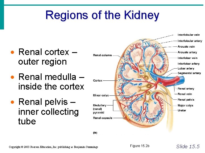 Regions of the Kidney · Renal cortex – outer region · Renal medulla –