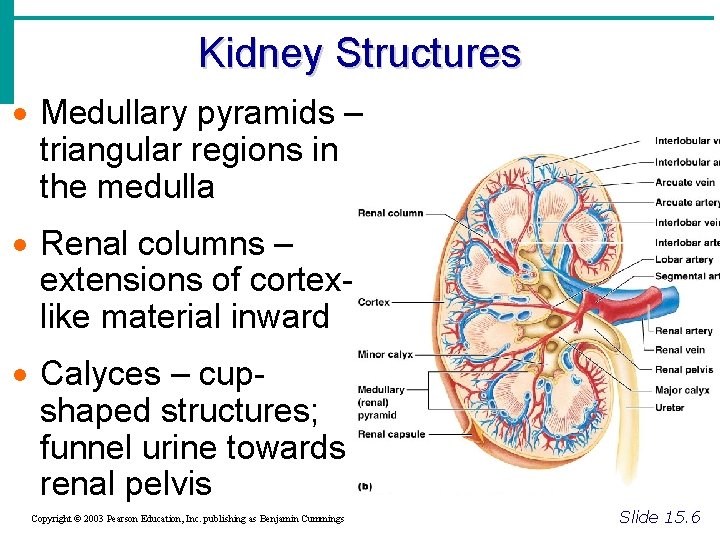Kidney Structures · Medullary pyramids – triangular regions in the medulla · Renal columns