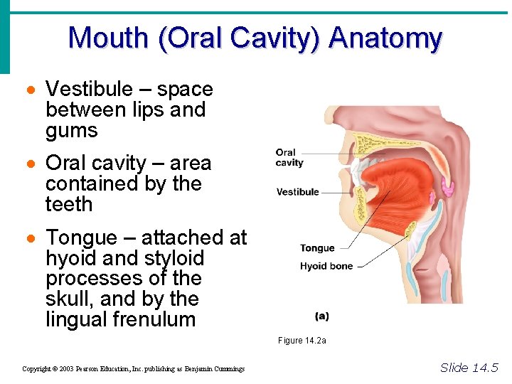 Mouth (Oral Cavity) Anatomy · Vestibule – space between lips and gums · Oral