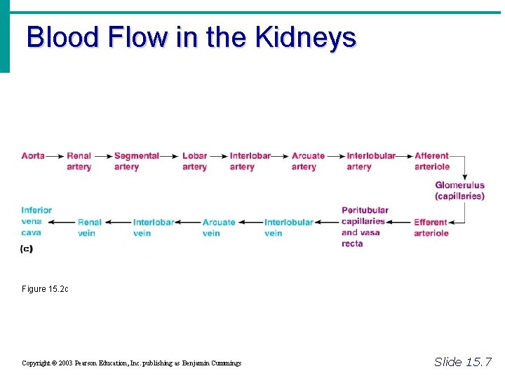 Blood Flow in the Kidneys Figure 15. 2 c Copyright © 2003 Pearson Education,