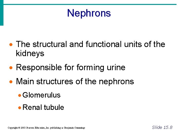 Nephrons · The structural and functional units of the kidneys · Responsible forming urine