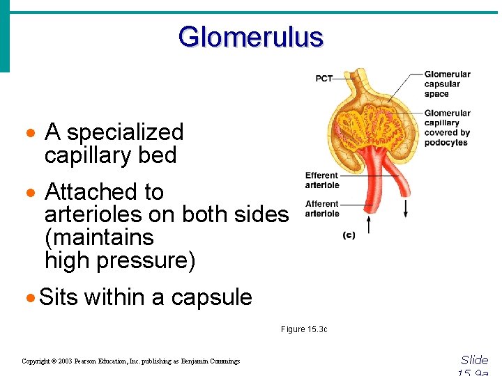 Glomerulus · A specialized capillary bed · Attached to arterioles on both sides (maintains