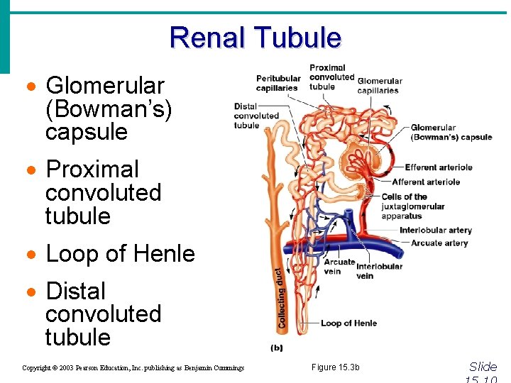 Renal Tubule · Glomerular (Bowman’s) capsule · Proximal convoluted tubule · Loop of Henle