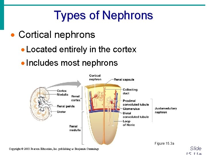 Types of Nephrons · Cortical nephrons · Located entirely in the cortex · Includes