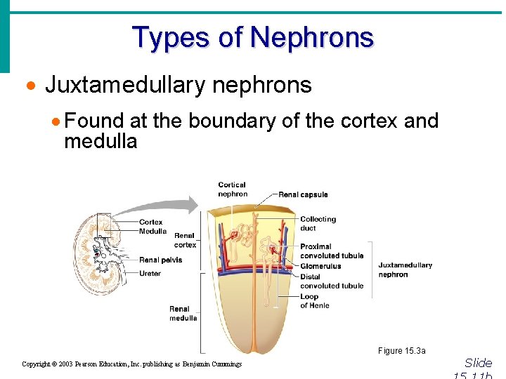 Types of Nephrons · Juxtamedullary nephrons · Found at the boundary of the cortex