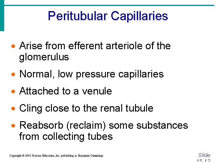 Peritubular Capillaries · Arise from efferent arteriole of the glomerulus · Normal, low pressure