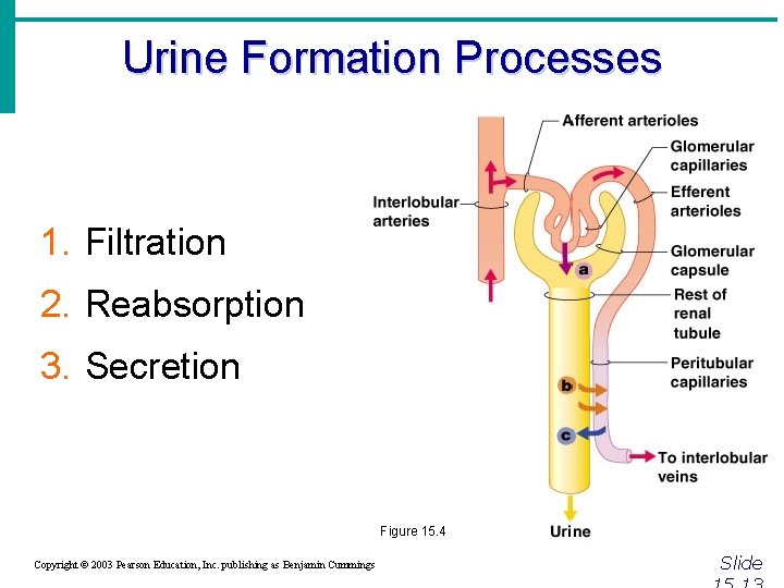 Urine Formation Processes 1. Filtration 2. Reabsorption 3. Secretion Figure 15. 4 Copyright ©
