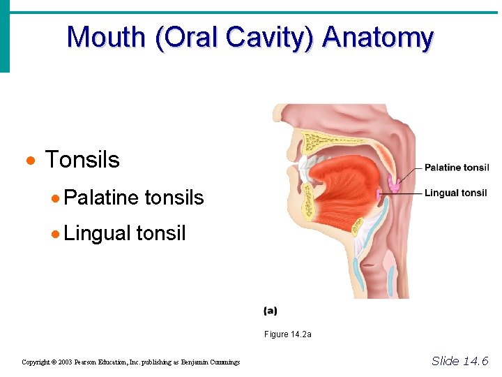 Mouth (Oral Cavity) Anatomy · Tonsils · Palatine tonsils · Lingual tonsil Figure 14.