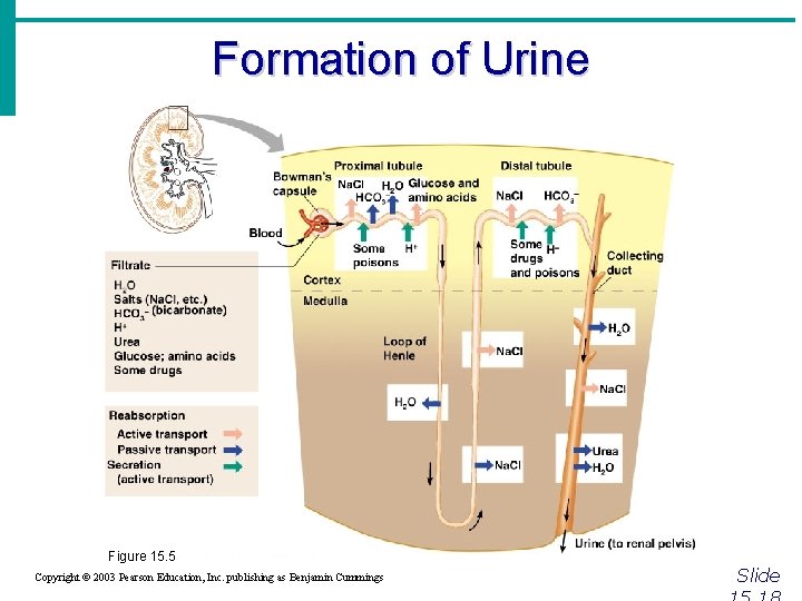 Formation of Urine Figure 15. 5 Copyright © 2003 Pearson Education, Inc. publishing as