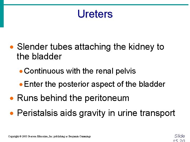 Ureters · Slender tubes attaching the kidney to the bladder · Continuous with the