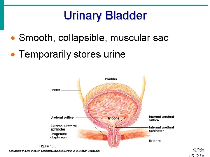Urinary Bladder · Smooth, collapsible, muscular sac · Temporarily stores urine Figure 15. 6