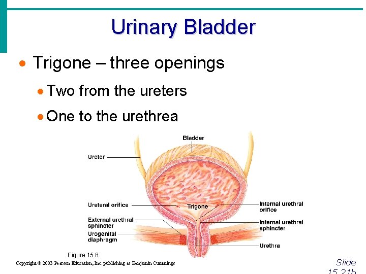 Urinary Bladder · Trigone – three openings · Two from the ureters · One