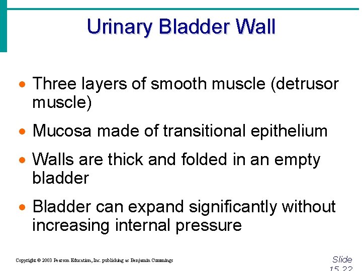 Urinary Bladder Wall · Three layers of smooth muscle (detrusor muscle) · Mucosa made