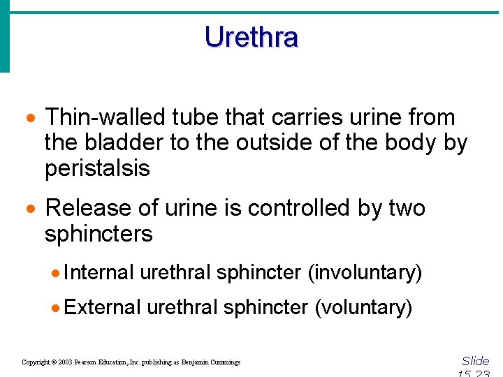 Urethra · Thin-walled tube that carries urine from the bladder to the outside of