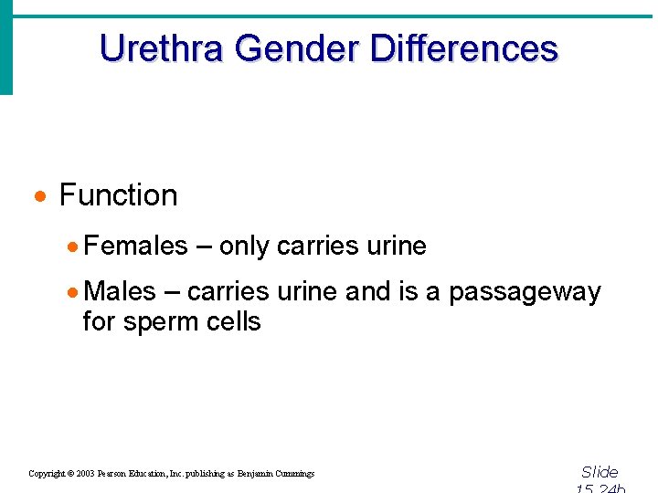 Urethra Gender Differences · Function · Females – only carries urine · Males –