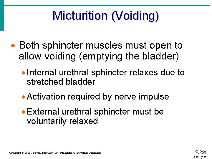 Micturition (Voiding) · Both sphincter muscles must open to allow voiding (emptying the bladder)