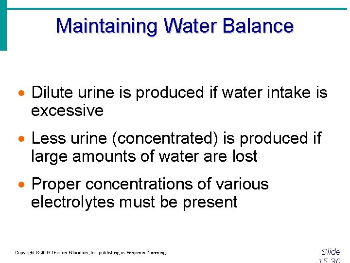 Maintaining Water Balance · Dilute urine is produced if water intake is excessive ·