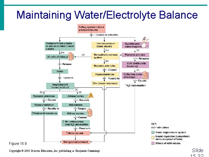 Maintaining Water/Electrolyte Balance Figure 15. 9 Copyright © 2003 Pearson Education, Inc. publishing as