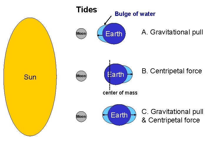 Tides Moon Sun Moon Bulge of water Earth A. Gravitational pull Earth B. Centripetal