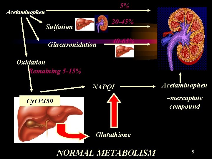 5% Acetaminophen 20 -45% Sulfation Glucuronidation 40 -65% Oxidation Remaining 5 -15% NAPQI Acetaminophen