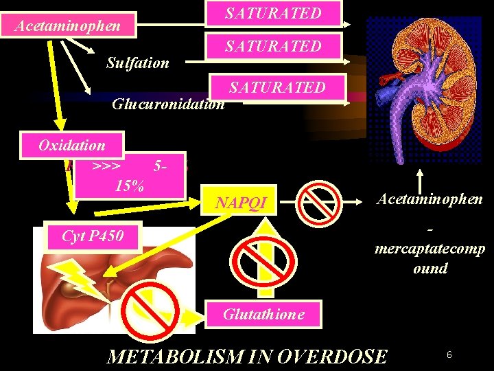 Acetaminophen Sulfation SATURATED 5% SATURATED 20 -45% Glucuronidation Oxidation Remaining >>> 5 -15% 515%