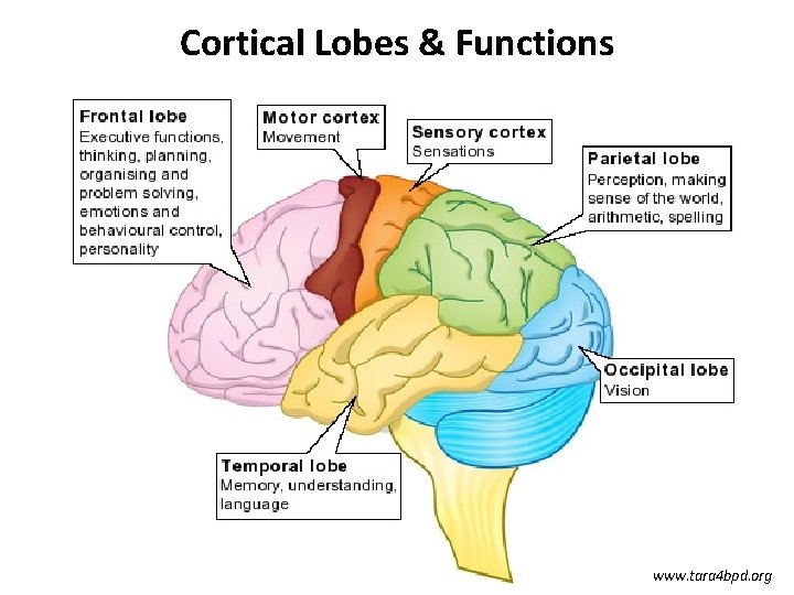 Cortical Lobes & Functions www. tara 4 bpd. org 