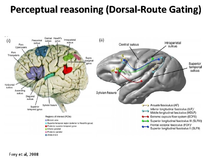 Perceptual reasoning (Dorsal‐Route Gating) Frey et al, 2008 