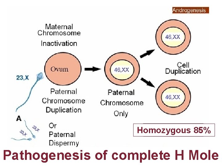 Homozygous 85% Pathogenesis of complete H Mole 