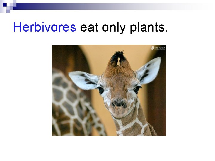Herbivores eat only plants. 
