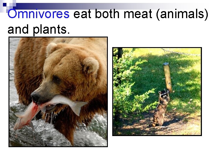 Omnivores eat both meat (animals) and plants. 