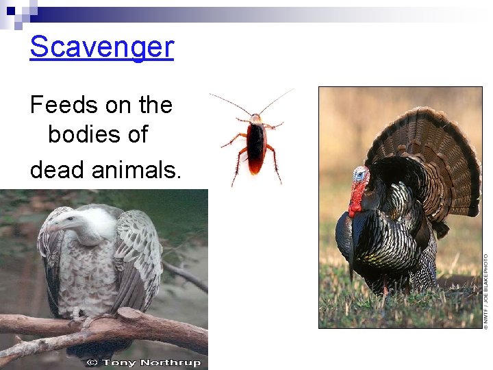 Scavenger Feeds on the bodies of dead animals. Scavenger Feeds on the bodies of dead animals.