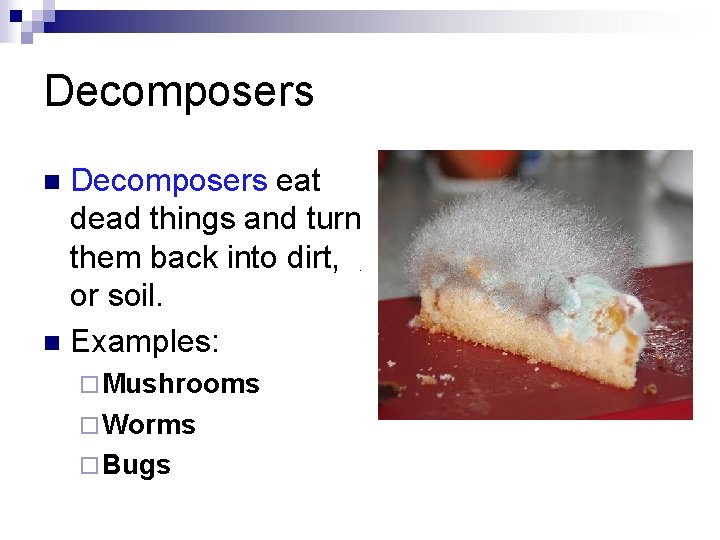 Decomposers eat dead things and turn them back into dirt, or soil. n Examples: