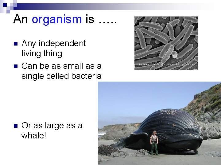 An organism is …. . n n n Any independent living thing Can be