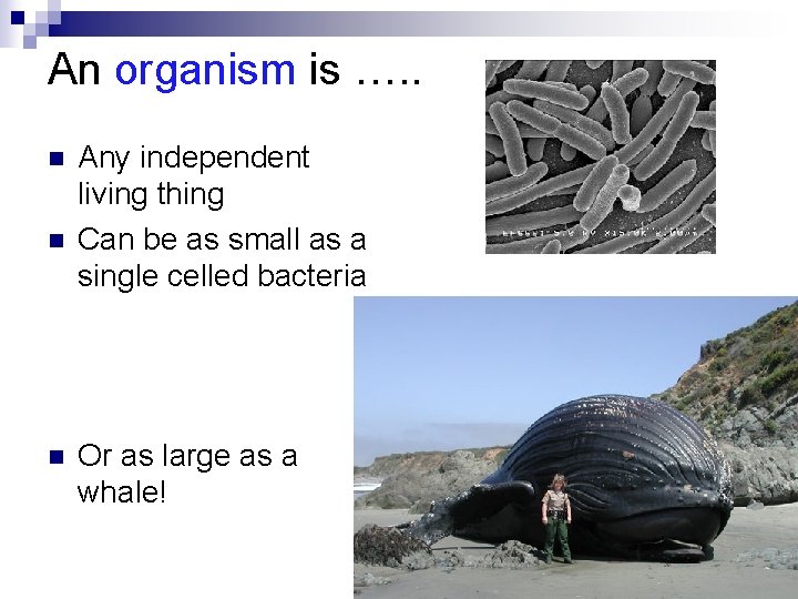 An organism is …. . n n n Any independent living thing Can be An organism is …. . n n n Any independent living thing Can be