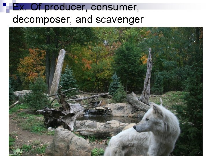 Ex. Of producer, consumer, decomposer, and scavenger Ex. Of producer, consumer, decomposer, and scavenger