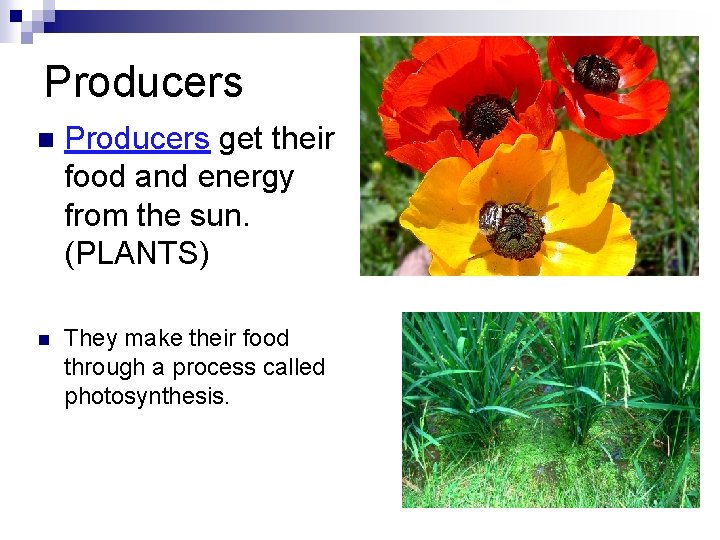 Producers n Producers get their food and energy from the sun. (PLANTS) n They