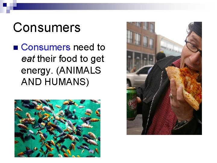 Consumers need to eat their food to get energy. (ANIMALS AND HUMANS) Consumers need to eat their food to get energy. (ANIMALS AND HUMANS)