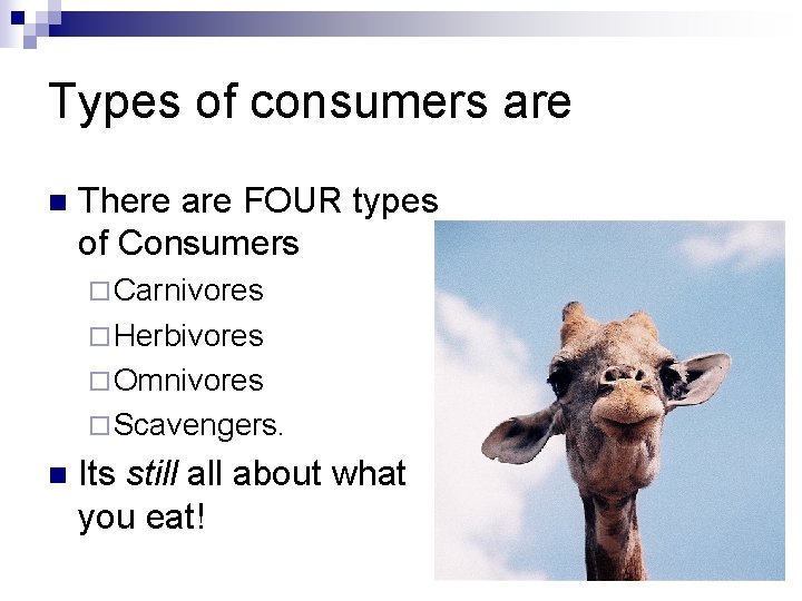 Types of consumers are n There are FOUR types of Consumers ¨ Carnivores ¨ Types of consumers are n There are FOUR types of Consumers ¨ Carnivores ¨