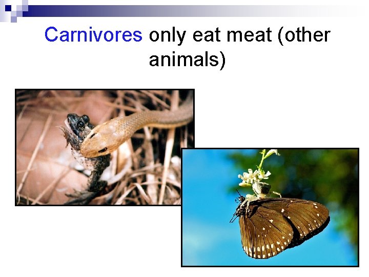 Carnivores only eat meat (other animals) Carnivores only eat meat (other animals)
