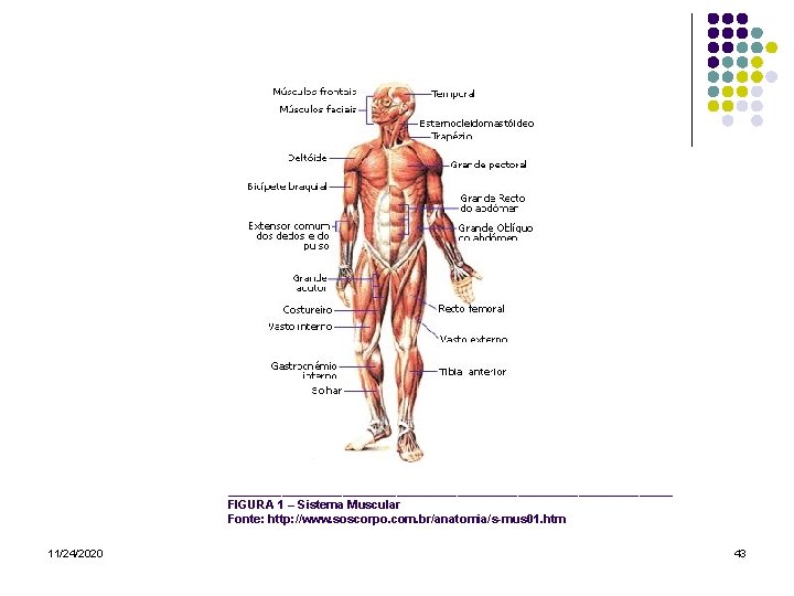  _________________________________ FIGURA 1 – Sistema Muscular Fonte: http: //www. soscorpo. com. br/anatomia/s-mus 01.