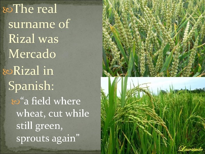  The real surname of Rizal was Mercado Rizal in Spanish: “a field where