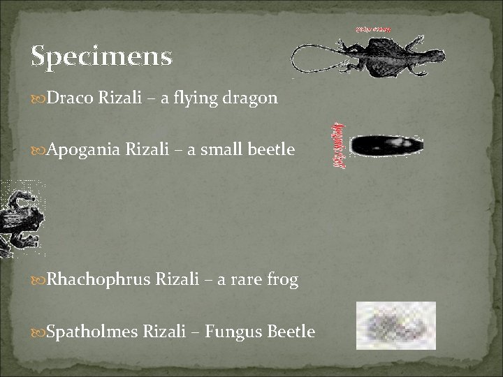 Specimens Draco Rizali – a flying dragon Apogania Rizali – a small beetle Rhachophrus