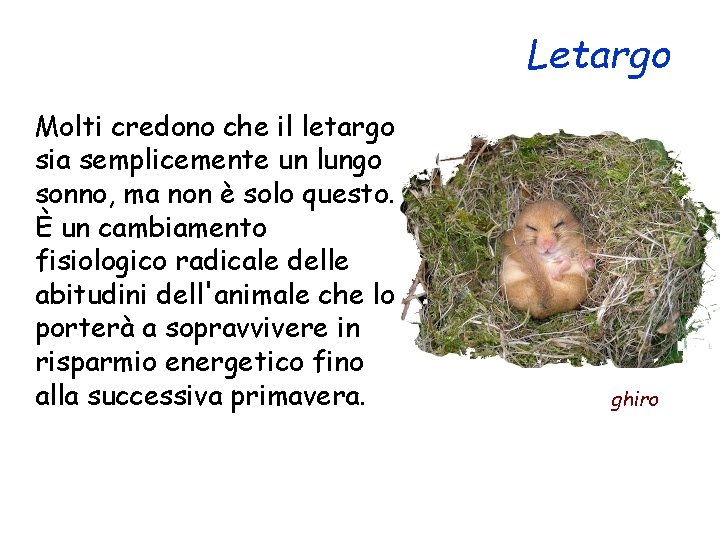 Letargo Molti credono che il letargo sia semplicemente un lungo sonno, ma non è