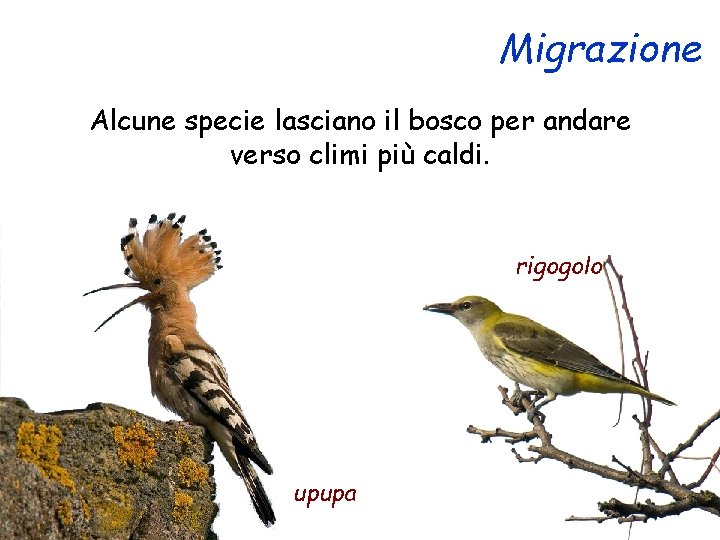 Migrazione Alcune specie lasciano il bosco per andare verso climi più caldi. rigogolo upupa