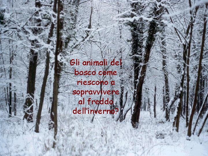 Gli animali del bosco come riescono a sopravvivere al freddo dell’inverno? 