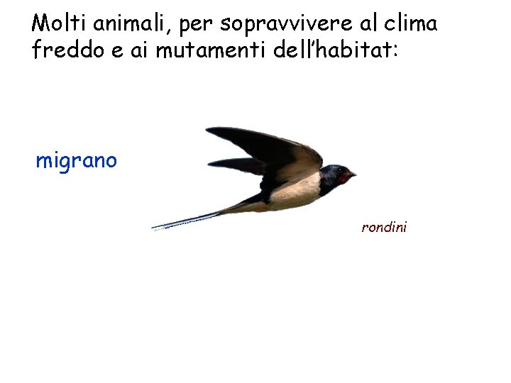 Molti animali, per sopravvivere al clima freddo e ai mutamenti dell’habitat: migrano rondini 