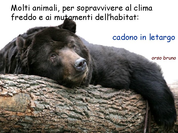 Molti animali, per sopravvivere al clima freddo e ai mutamenti dell’habitat: cadono in letargo